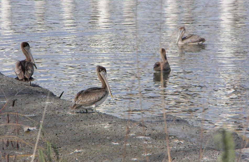 kemah nature